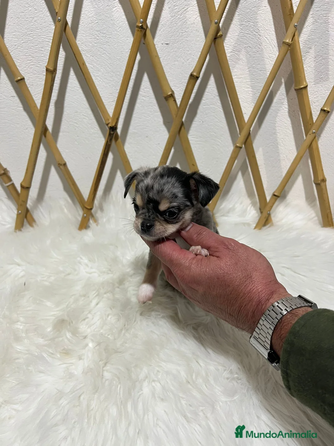Chihuahua perros en venta: CHIHUAHUA MINI TOY EXÓTICO - Anuncio 2