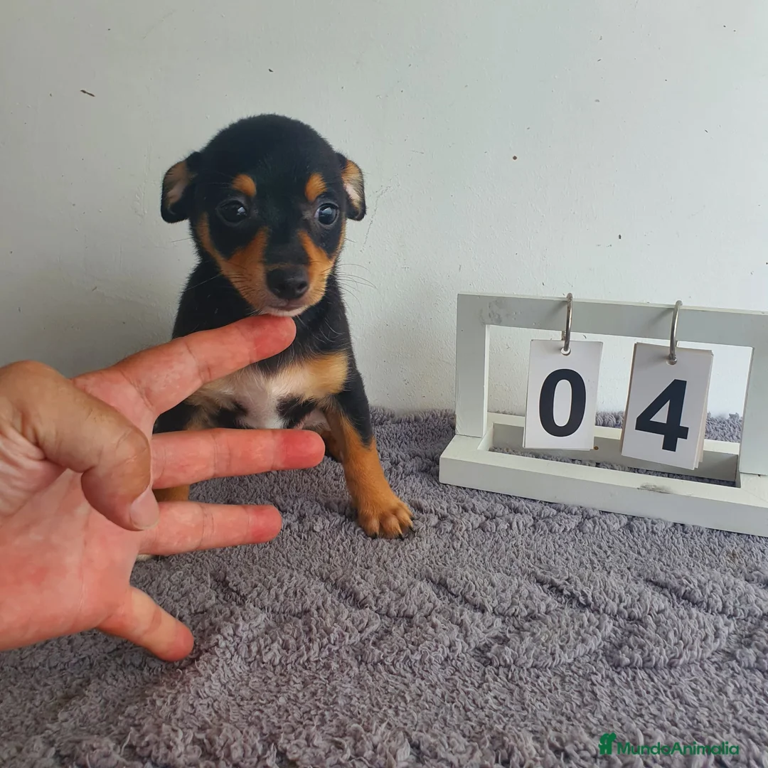 Chihuahua perros en venta: Chihuahua mini  - Anuncio 2