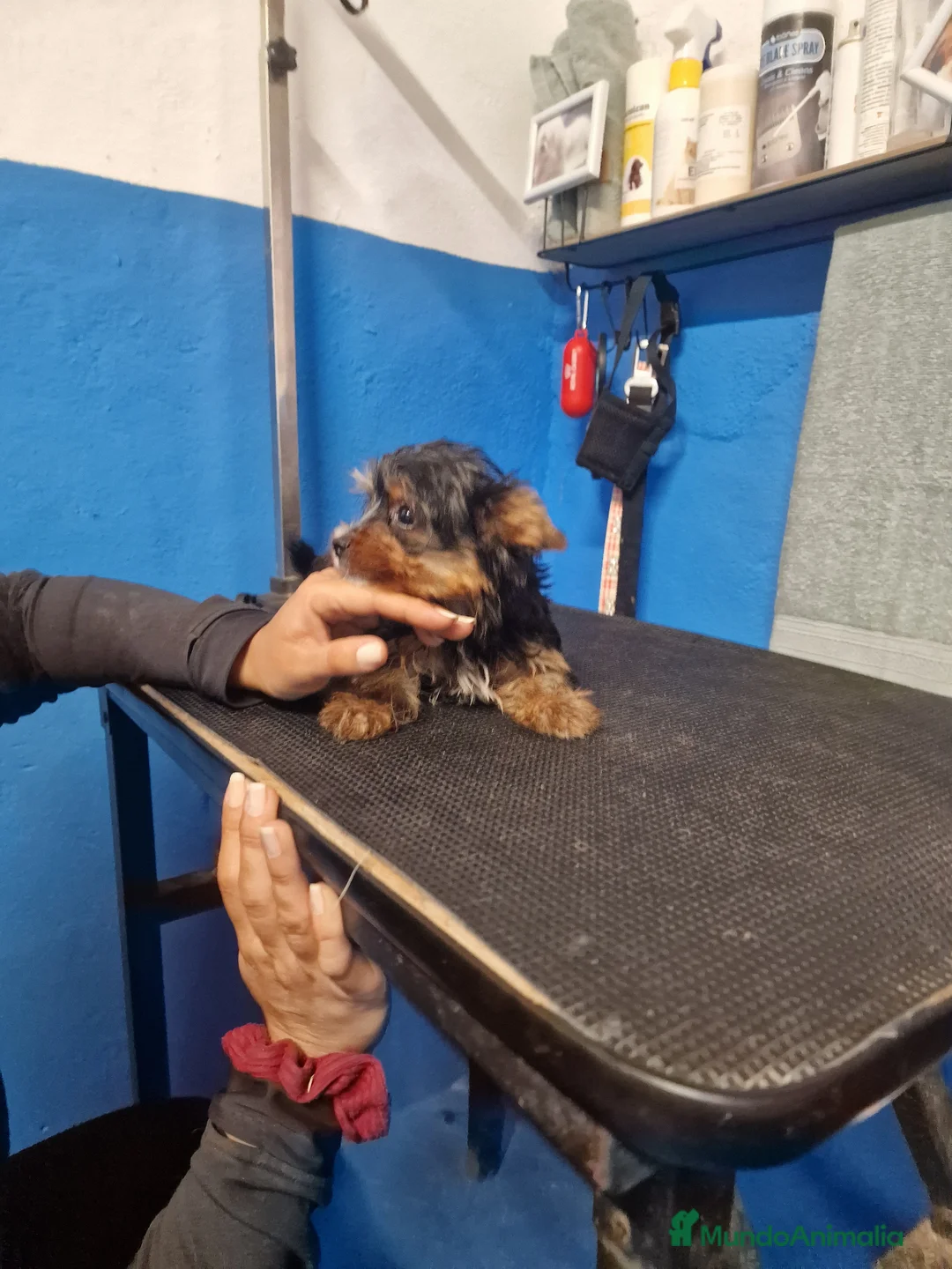 Yorkshire Terrier perros en venta: Yorki precio real - Anuncio 2
