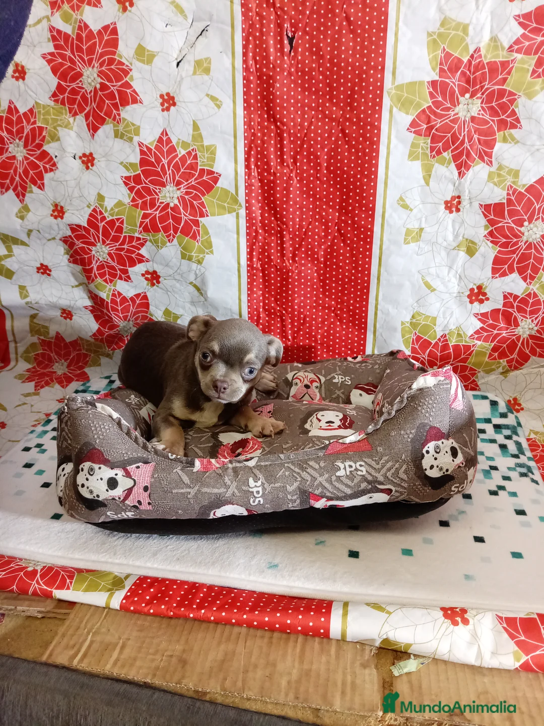 Chihuahua perros en venta: Chihuahua - Anuncio 5