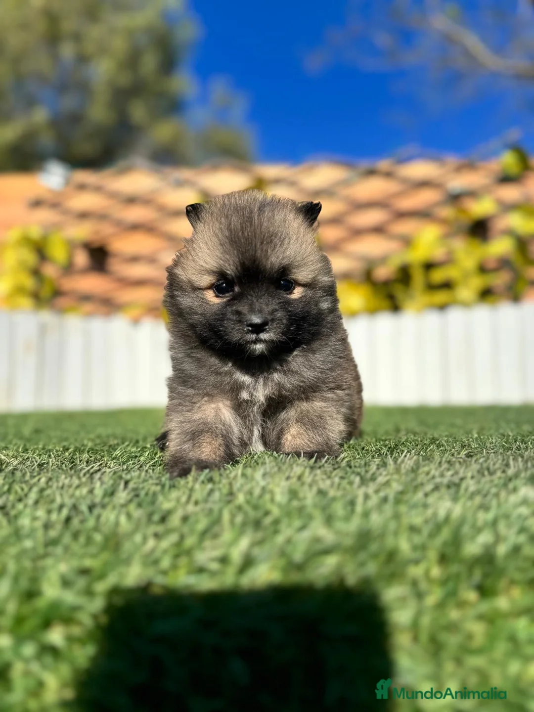 Pomerania perros en venta: POMERANIA HEMBRA - Anuncio 2