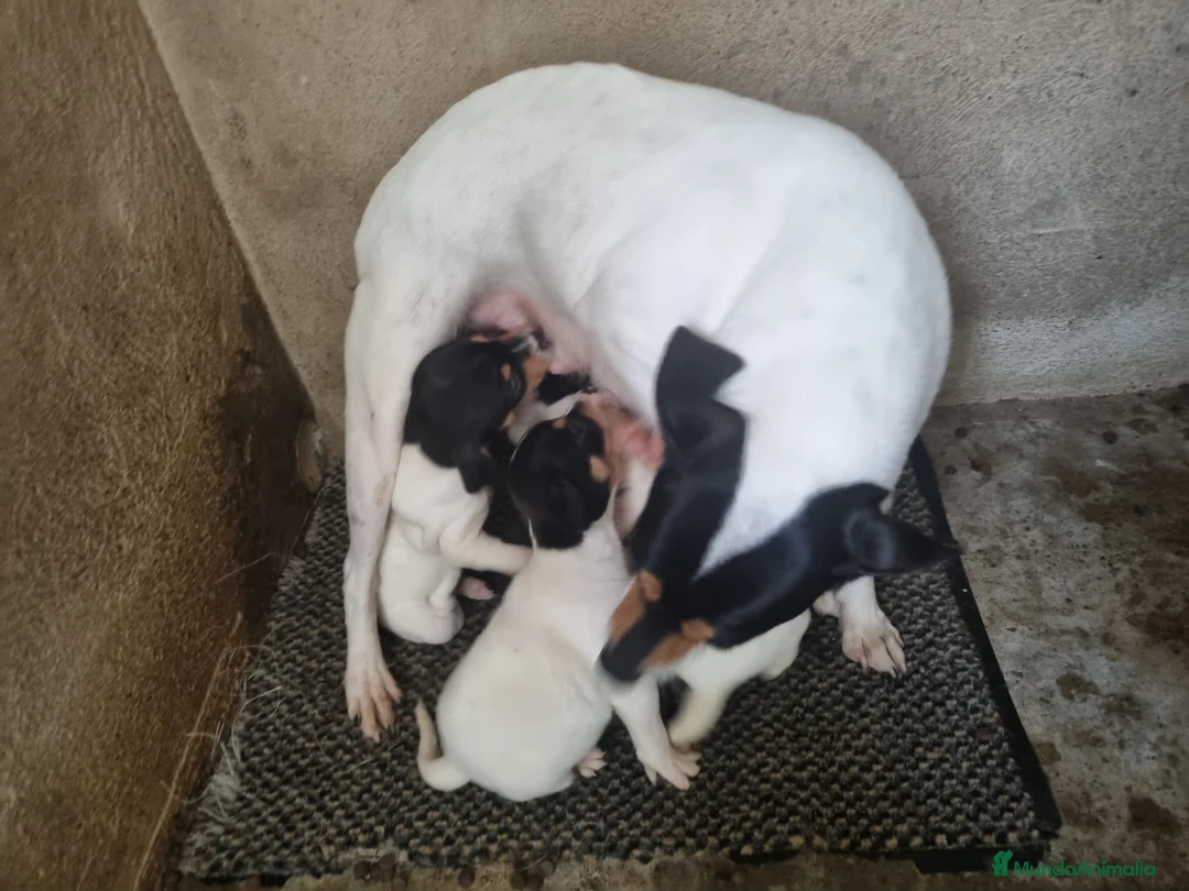 Ratonero Bodeguero Andaluz perros en venta: Bodeguero en Cáceres - Anuncio 4