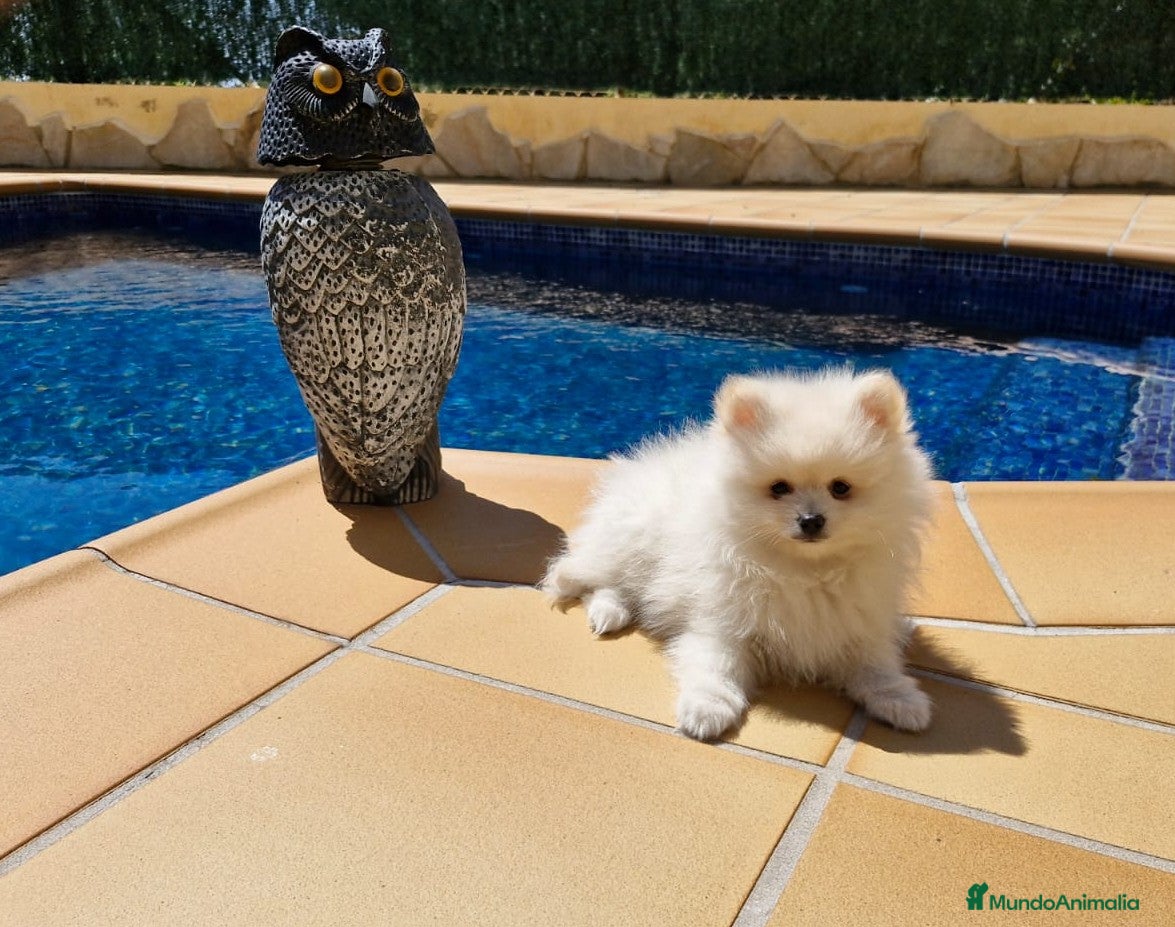 Pomerania perros Lulú de Pomerania  en Barcelona - Anuncio 2