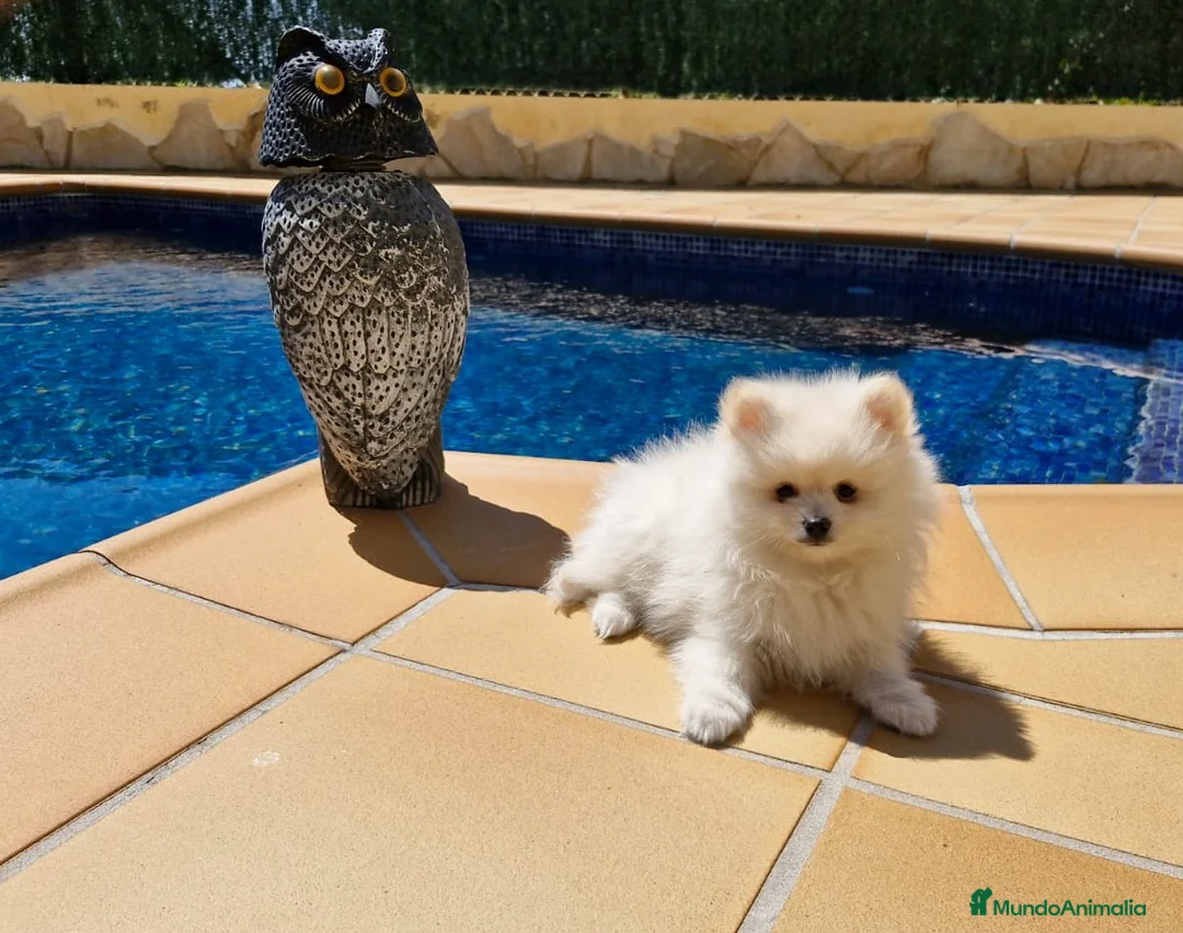 Pomerania perros en venta: Lulú de Pomerania  en Barcelona - Anuncio 2