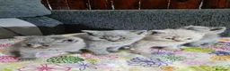Británico de Pelo Corto gatos en venta: Brithis - Anuncio 6