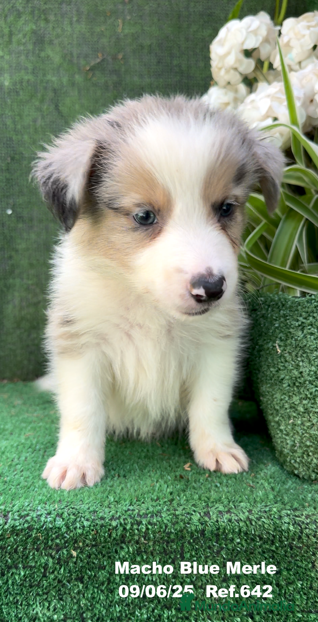 Border Collie perros en venta: BORDER COLLIE DE VILLA BIZNAGA - Imagen 13