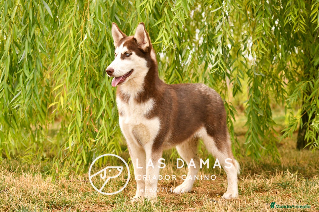 Husky Siberiano perros en venta: Hembra husky siberiano marrón  - Imagen 2