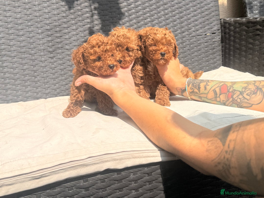 Caniche Toy perros en venta: caniche toy 1300 - Anuncio 1