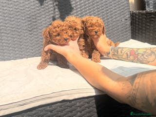 Caniche Toy perros caniche toy 1300 - Anuncio 1