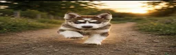 Husky Siberiano perros en venta: Husky siberiano macho de calidad  - Anuncio 2