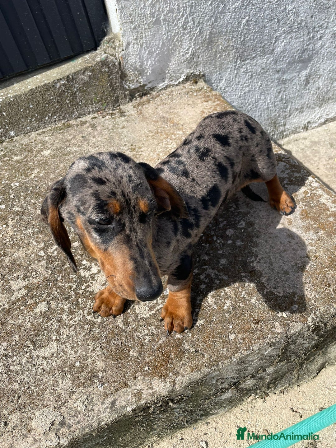 Teckel Miniatura perros en venta: teckel miniatura colores exoticos - Imagen 1