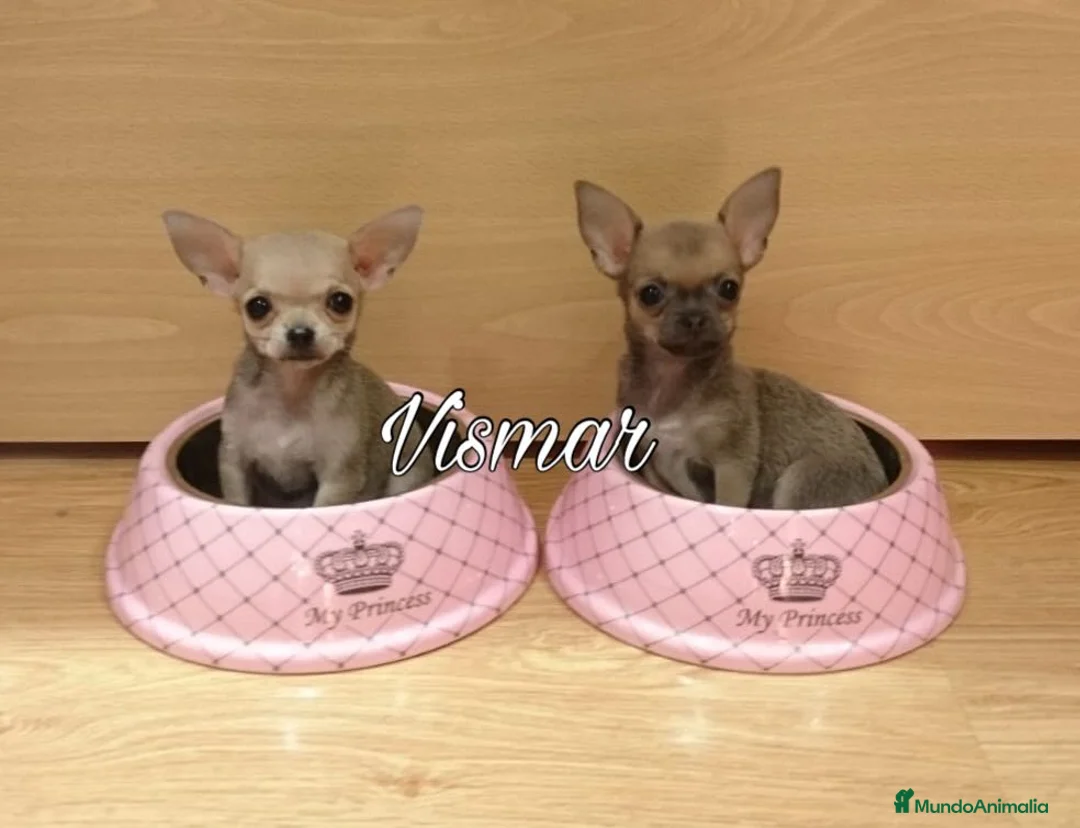 Chihuahua perros en venta: Chihuahuas preciosos en Barcelona - Anuncio 2