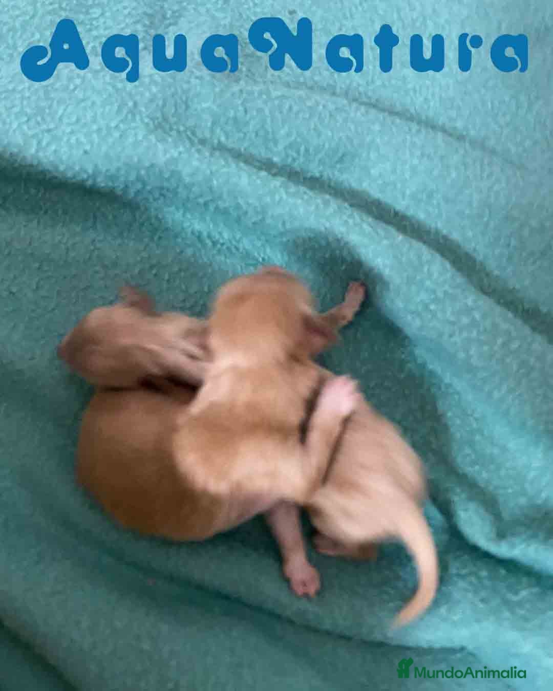 Caniche Enano perros Havapoo Camada de Mina y Can AQUANATURA - Anuncio 33