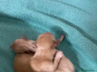 Caniche Enano perros Havapoo Camada de Mina y Can AQUANATURA - Anuncio 18