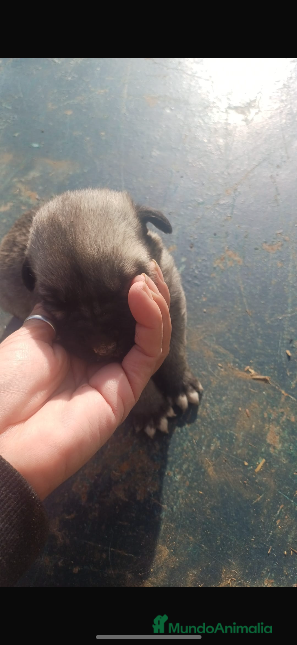 Mastín Español perros Hembra de mastín español - Anuncio 2