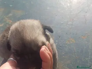 Mastín Español perros Hembra de mastín español - Anuncio 2