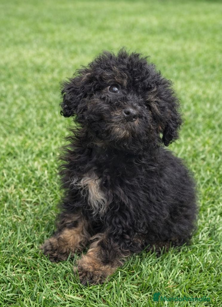 Caniche Toy perros caniche toy ( tacita de te ) - Anuncio 2