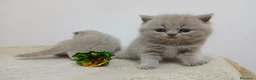 Británico de Pelo Corto gatos en venta: Macho de British Lilac  - Anuncio 1