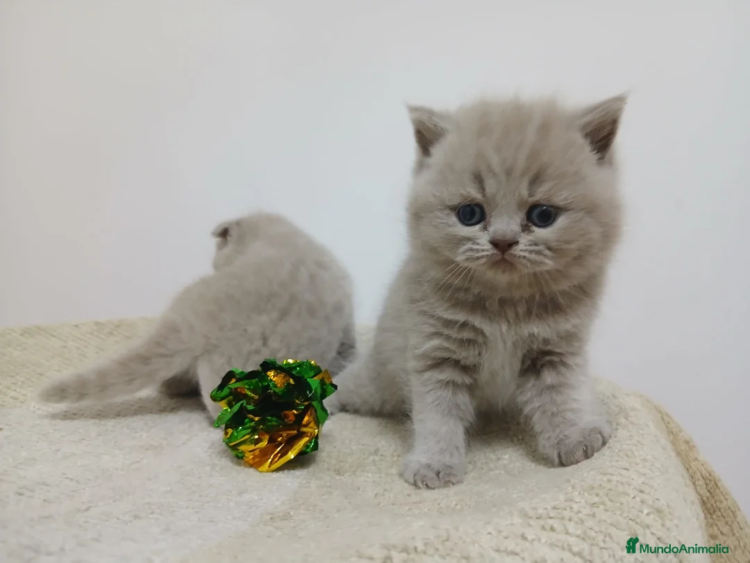 Británico de Pelo Corto gatos en venta: Macho de British Lilac  - Anuncio 1