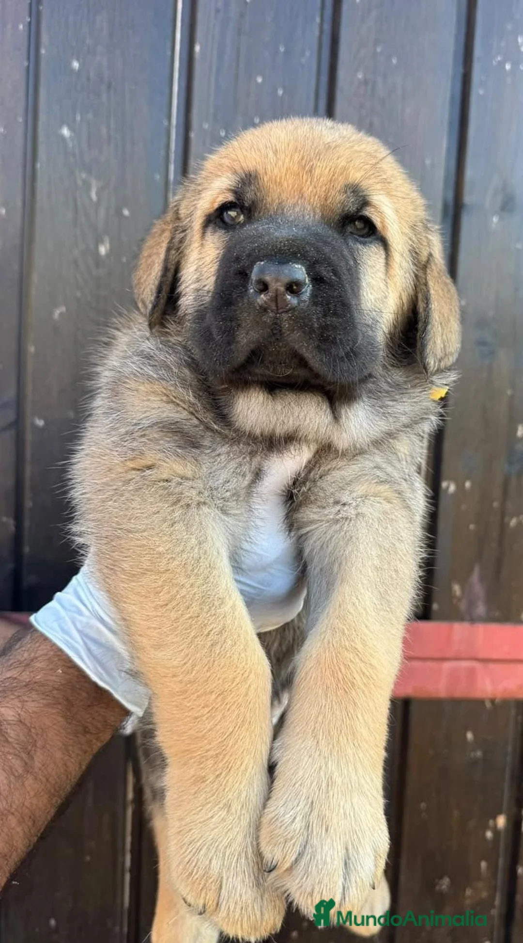 Mastín Español perros en venta: Camada de mastín🩷🐾 - Anuncio 1