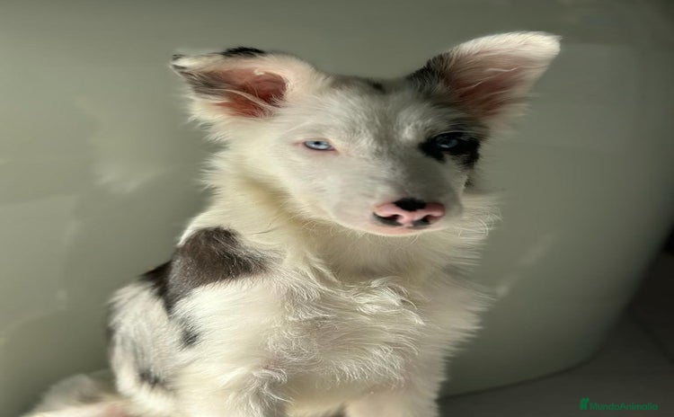 Border Collie perros - Propaganda 1