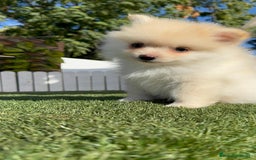 Pomerania perros en venta: POMERANIA MACHO - Imagen 12
