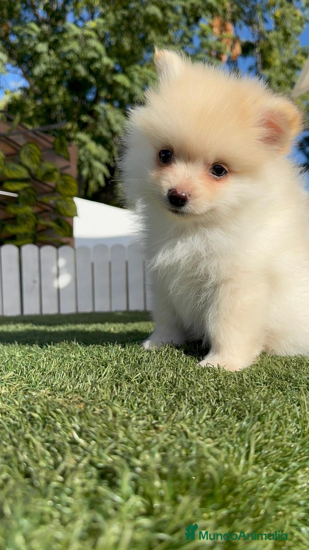 Pomerania perros en venta: POMERANIA MACHO - Imagen 12
