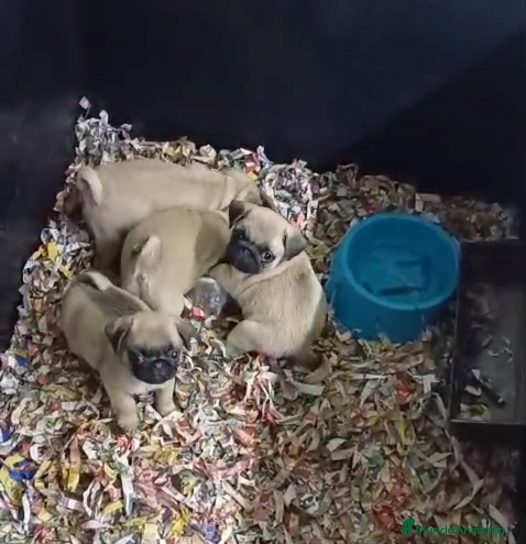 Carlino - Pug perros en venta: Cachorrito de Carlino  - Anuncio 1