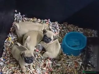 Carlino - Pug perros Cachorrito de Carlino - Anuncio 1