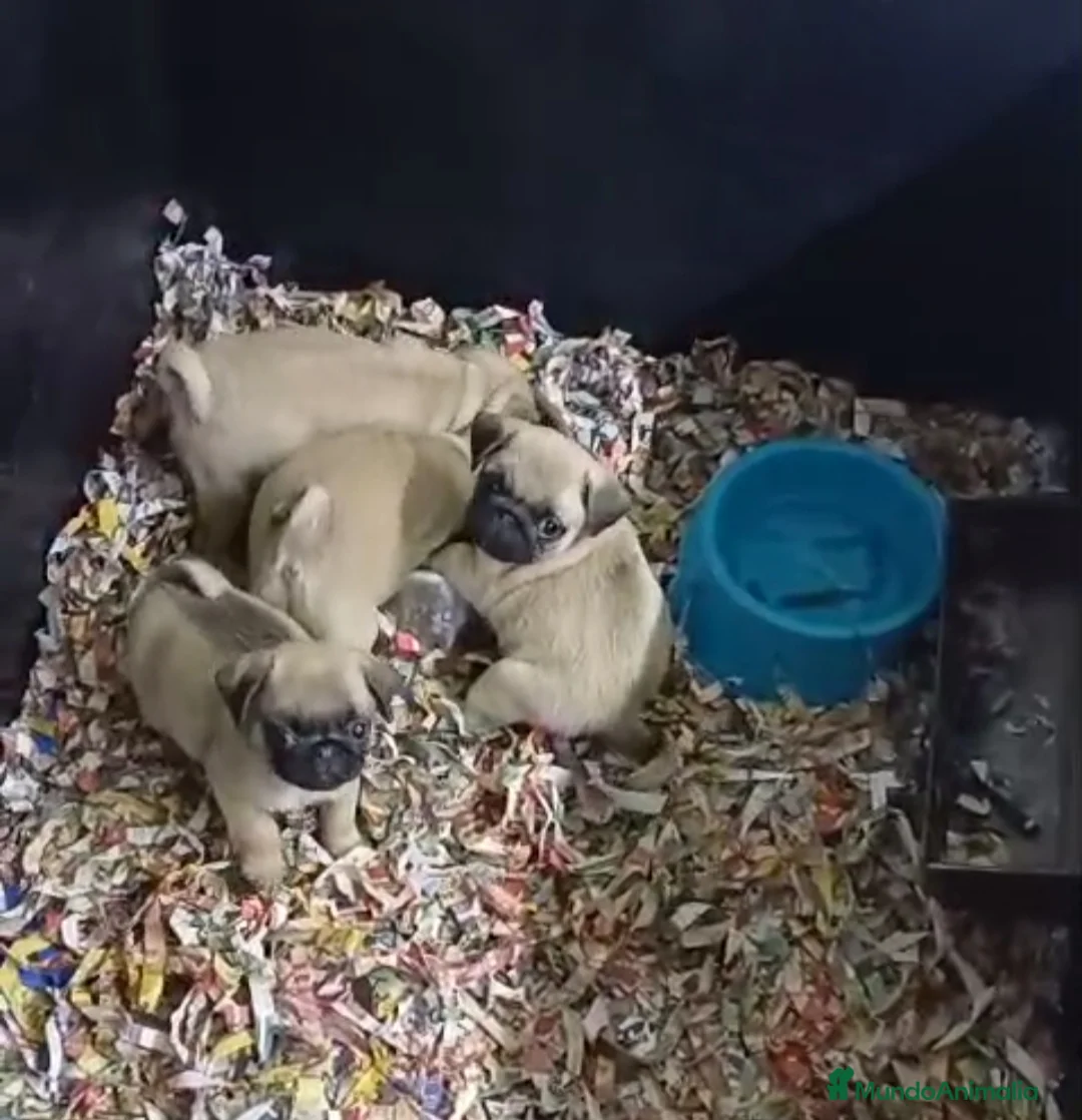 Carlino - Pug perros en venta: Cachorrito de Carlino  - Anuncio 1