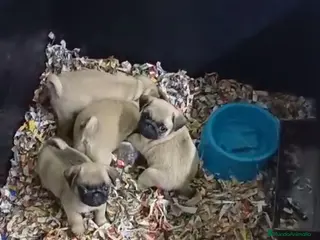 Carlino - Pug perros Cachorrito de Carlino - Anuncio 3