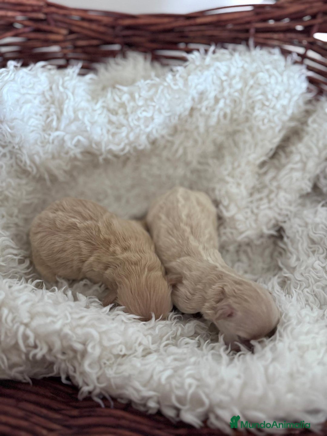 Maltipoo perros en venta: MALTIPOO HEMBRAS - Anuncio 6