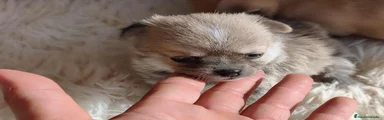 Chihuahua 1