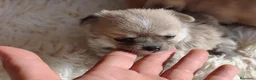 Chihuahua perros en venta: CHIHUAHUA - Anuncio 5