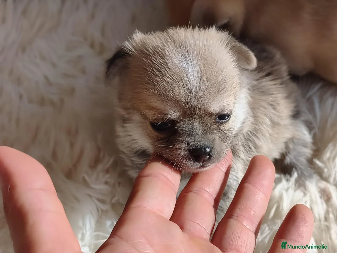 Chihuahua perros en venta: CHIHUAHUA - Anuncio 5