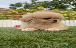 Pekinés perros en venta: PEKINES IMPERIAL - Imagen 3