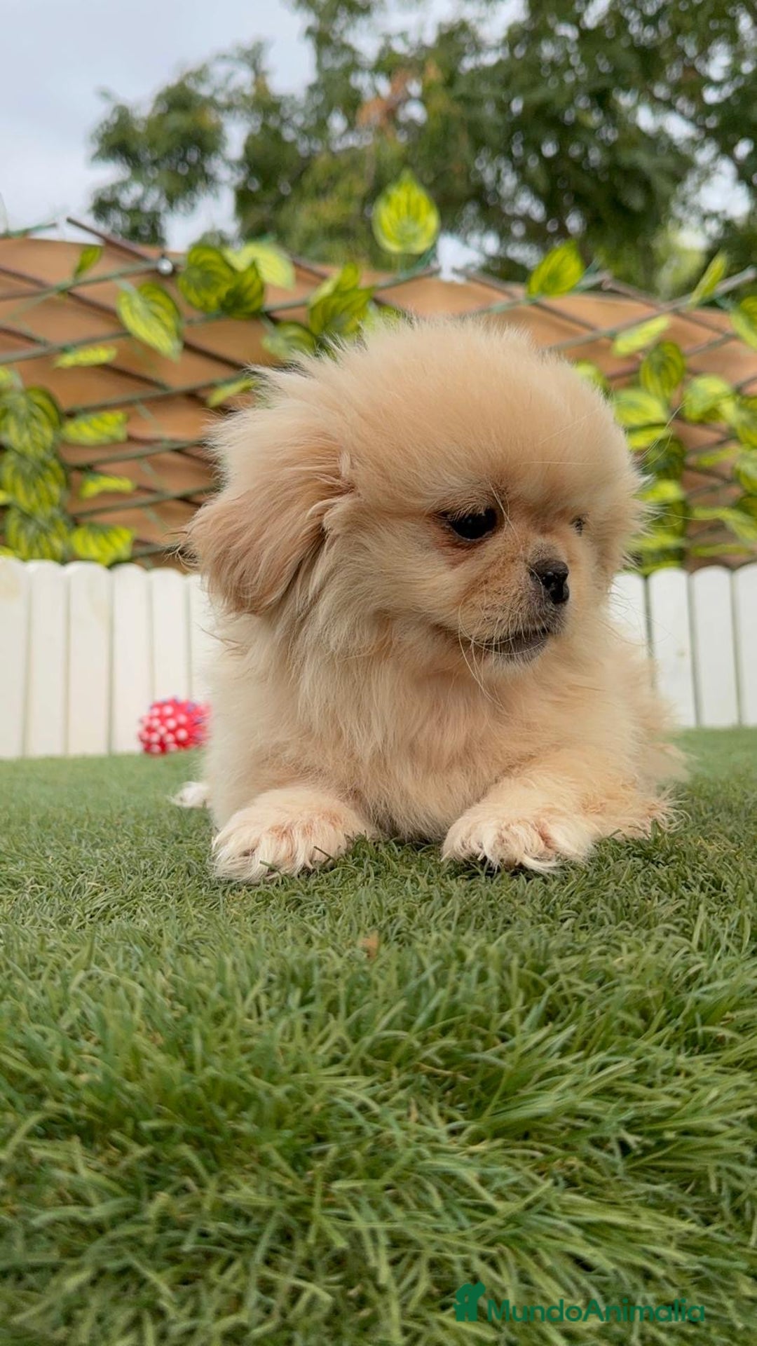 Pekinés perros en venta: PEKINES IMPERIAL - Imagen 3