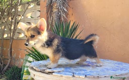 Welsh Corgi Pembroke perros en venta: Cachorros Welsh Corgi Pembroke! - Imagen 2