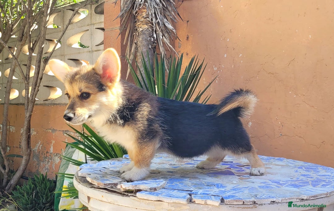 Welsh Corgi Pembroke perros en venta: Cachorros Welsh Corgi Pembroke! - Imagen 2