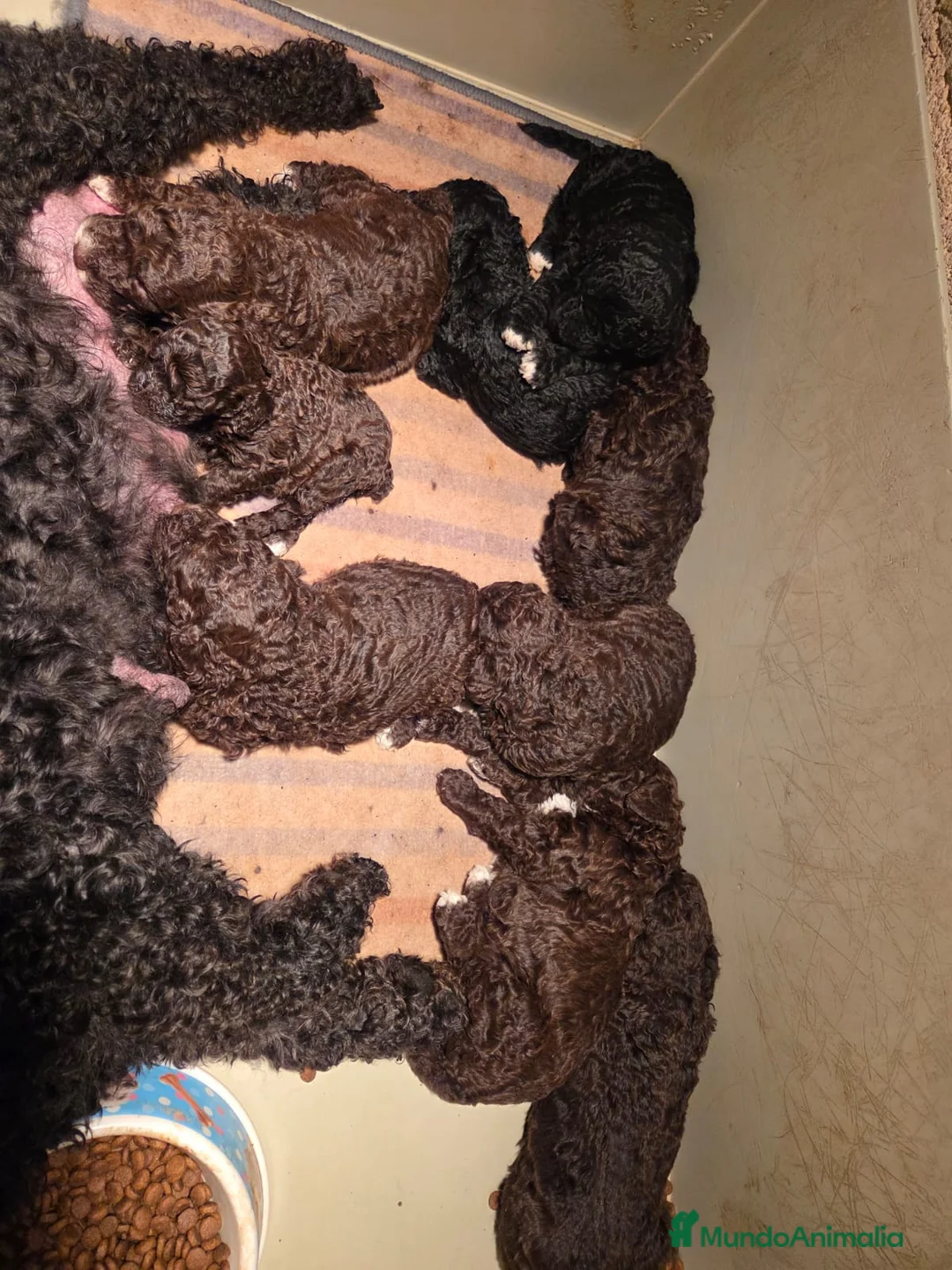 Perro de Agua Español perros en venta: ESPECTACULAR CAMADA DE PERRO DE AGUAS en Madrid - Anuncio 2