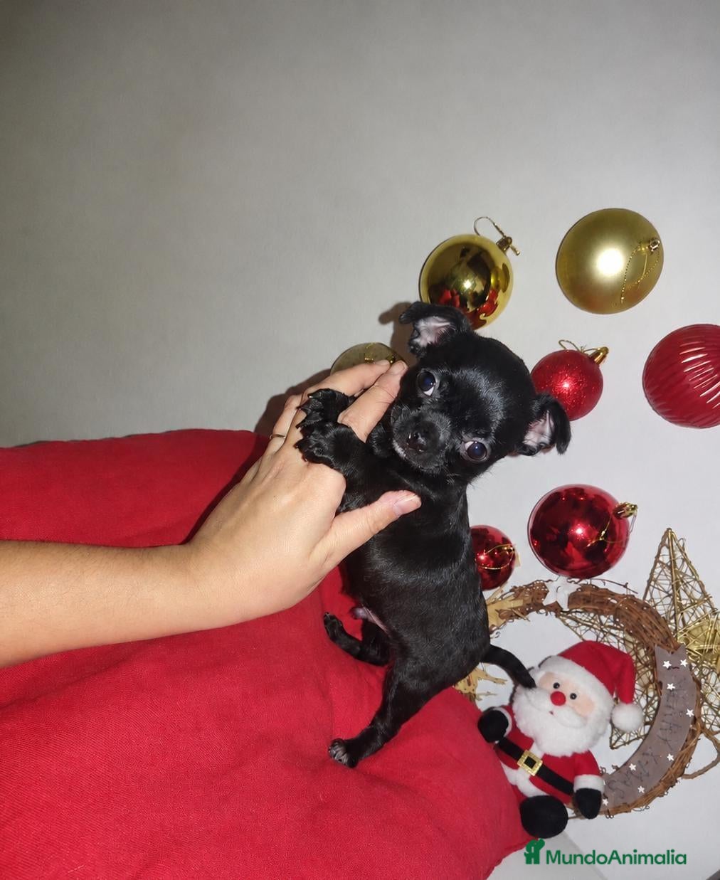 Chihuahua perros en venta: Disponible chihuahua toy  - Anuncio 20