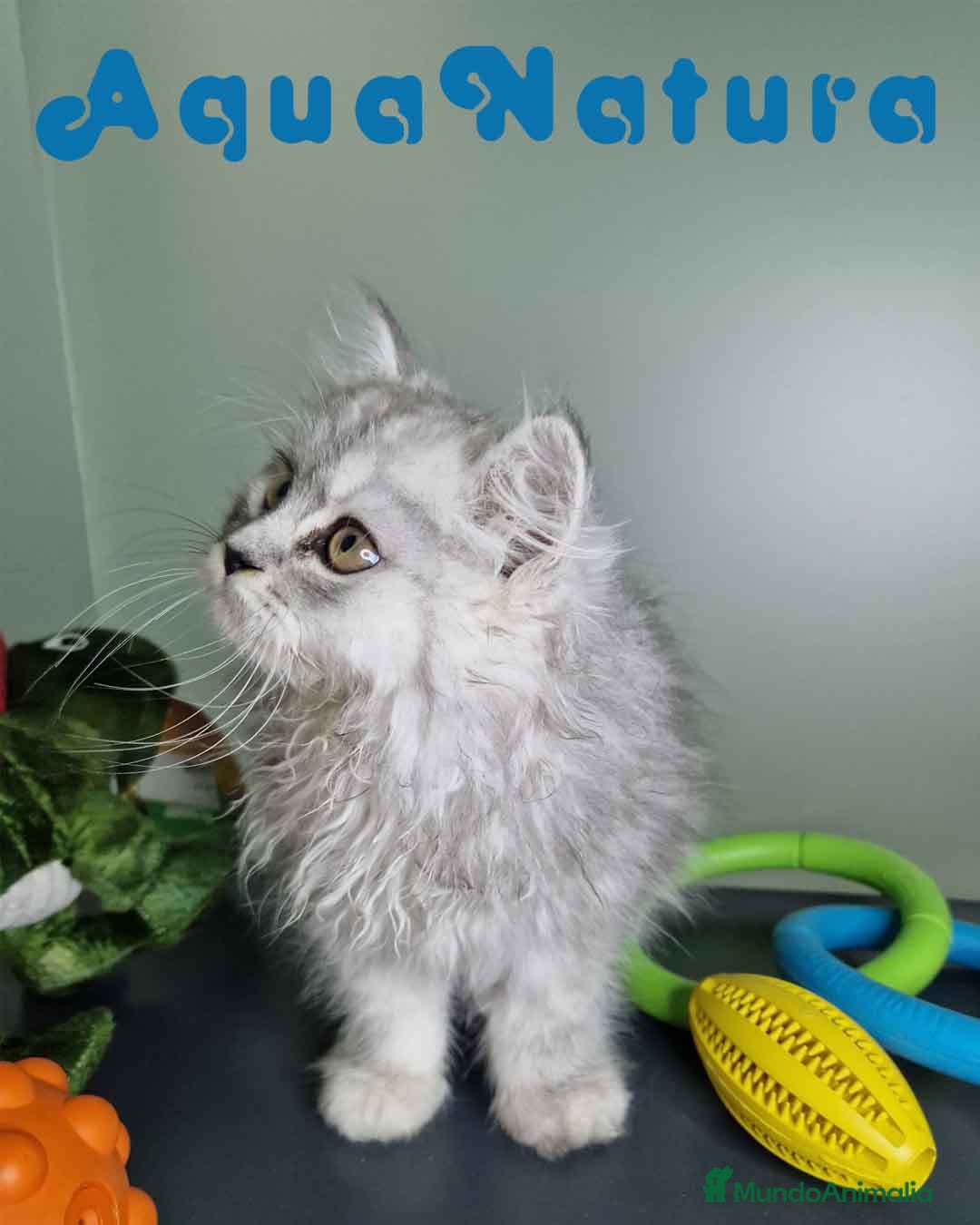 Persa gatos en venta: Persa Macho Virgi 7733 AQUANATURA - Imagen 3