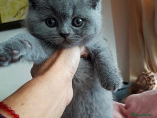 Británico de Pelo Corto gatos British Shorthair machos y hembra - Anuncio 1