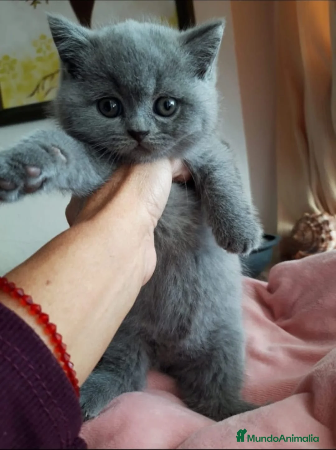 Británico de Pelo Corto gatos en venta: British Shorthair machos y hembra  - Anuncio 1