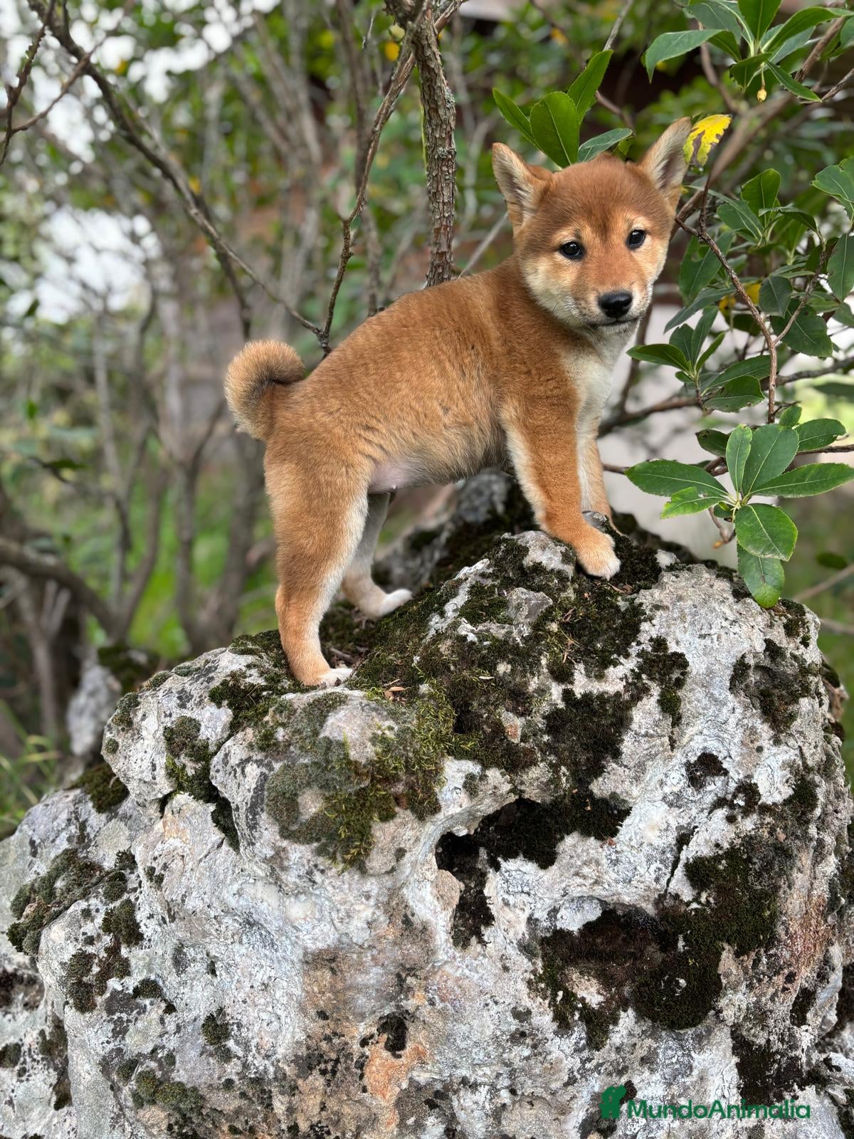 Shiba Inu perros en venta: Shiba inu hembra para entregar!! - Anuncio 5