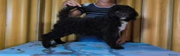 Perro de Agua Español perros en venta: Perro de agua  - Anuncio 4