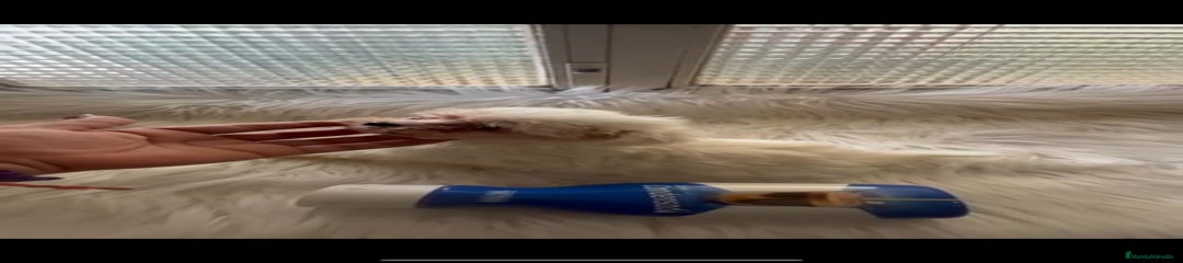 Bichón Maltés Cachorro 1