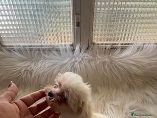 Bichón Maltés perros - Anuncio 33