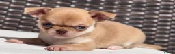 Chihuahua perros en venta: PRECIOSO CHIHUAHUA LÍNEA RUSA CABEZA DE MANZANA - Anuncio 2