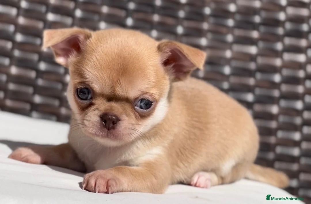 Chihuahua perros en venta: PRECIOSO CHIHUAHUA LÍNEA RUSA CABEZA DE MANZANA - Anuncio 2